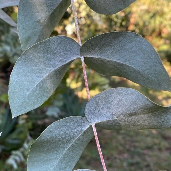 Eucalyptus cinerea Leaf