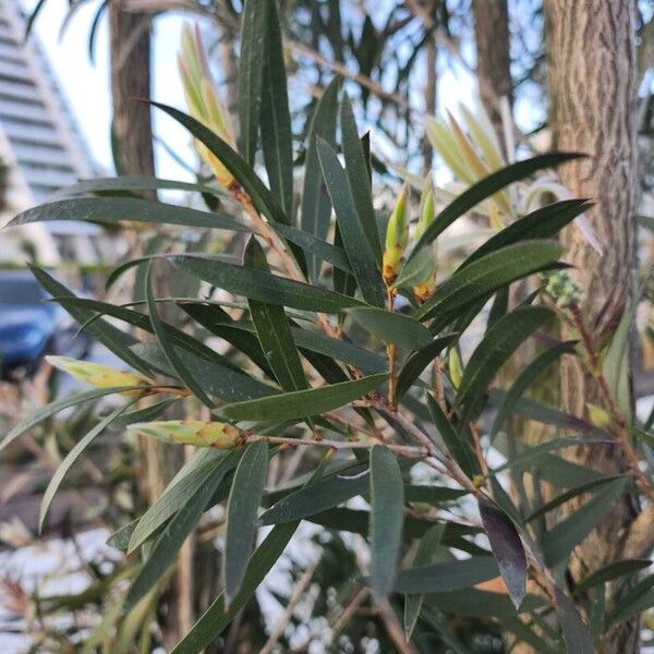 Melaleuca linariifolia Levél