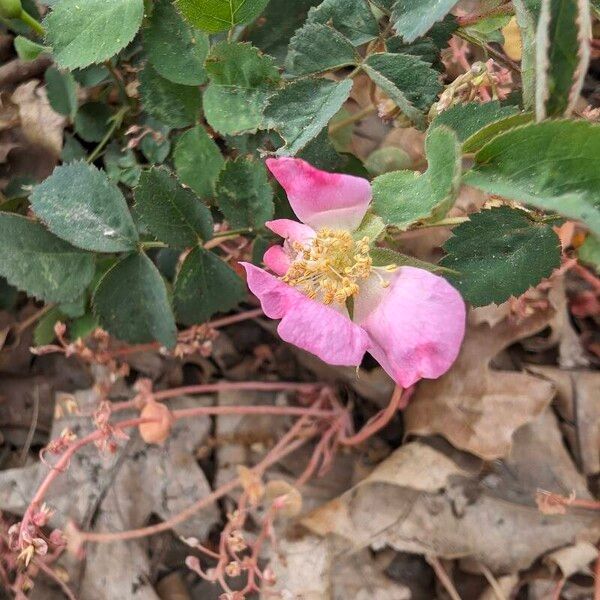 Rosa woodsii Květ