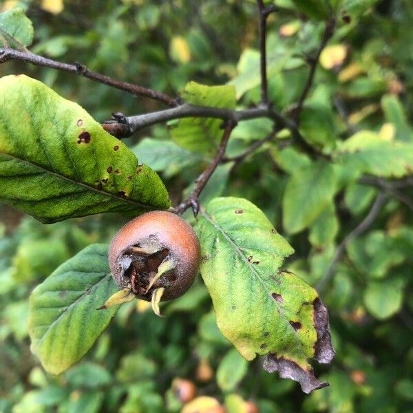 Mespilus germanica Fruit