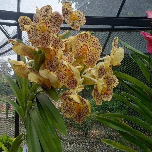 Vanda coerulescens Flor