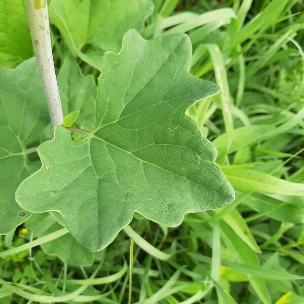 Arnoglossum atriplicifolium Leaf