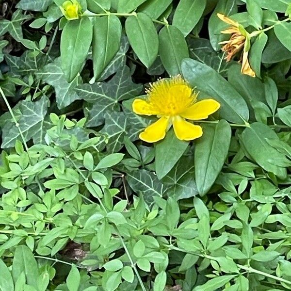 Hypericum frondosum Blomma