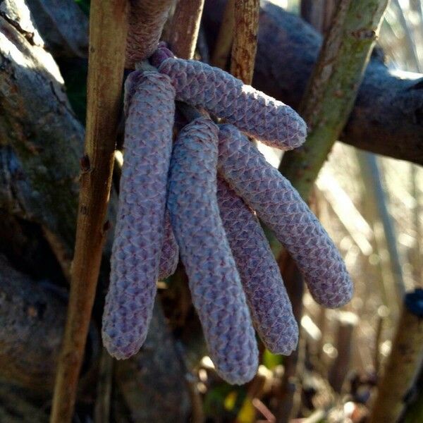 Alnus glutinosa Blomst