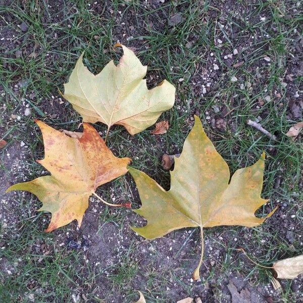 Platanus occidentalis Hostoa