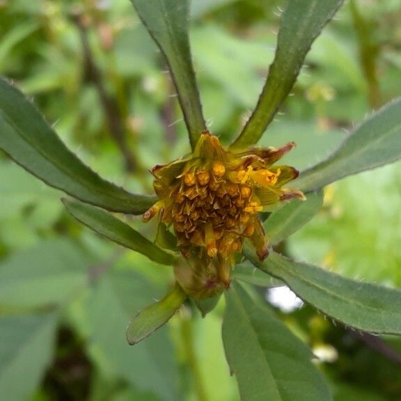 Bidens tripartita फूल