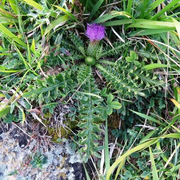 Cirsium acaulon आदत