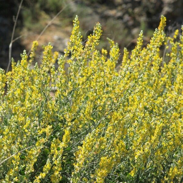 Anthyllis cytisoides Flor