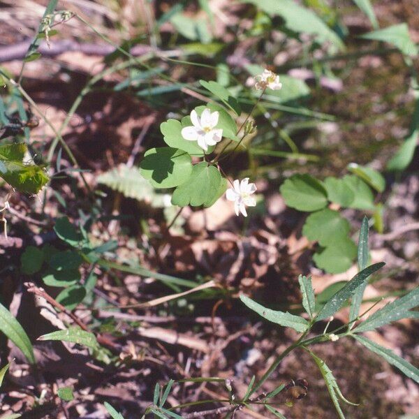 Anemonella thalictroides Flower