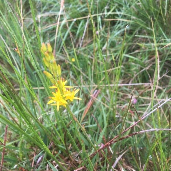 Narthecium ossifragum Flower