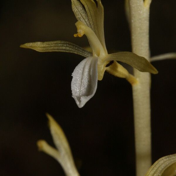 Corallorhiza mertensiana Flower