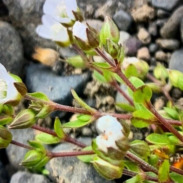 Arenaria norvegica Leaf