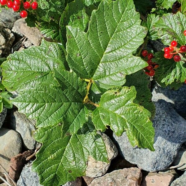 Viburnum opulus Ліст