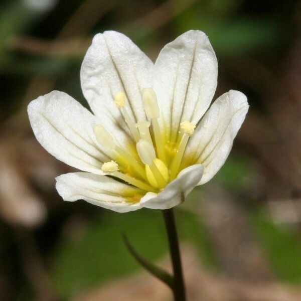 Gagea serotina Flower