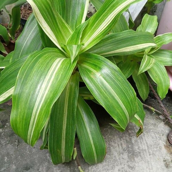 Callisia fragrans ഇല