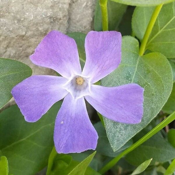 Vinca major Flor