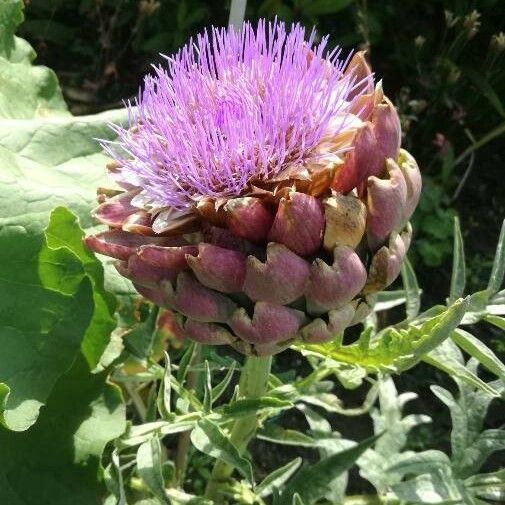 Cynara cardunculus Flor