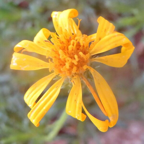 Haplopappus glutinosus Flower