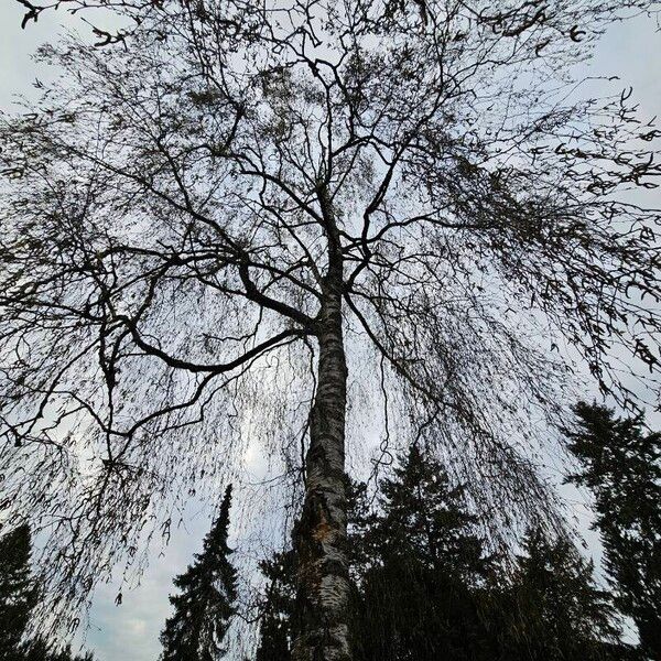 Betula pendula Habitus