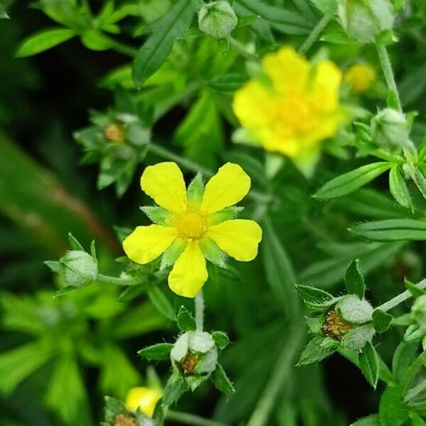 Potentilla argentea Blomst