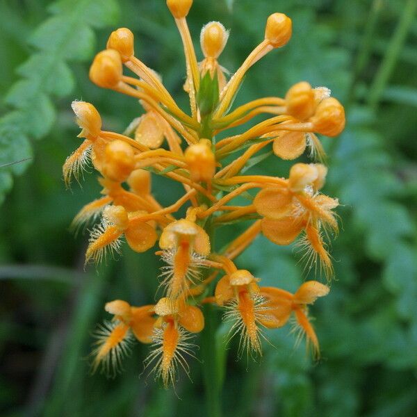 Platanthera ciliaris ᱵᱟᱦᱟ