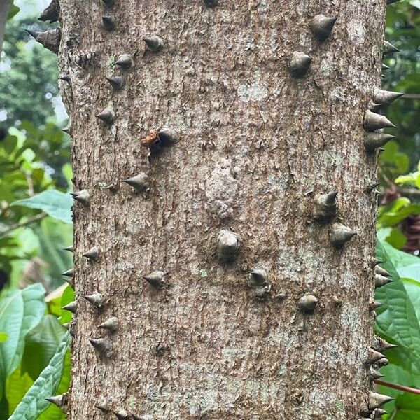 Ceiba pentandra кора