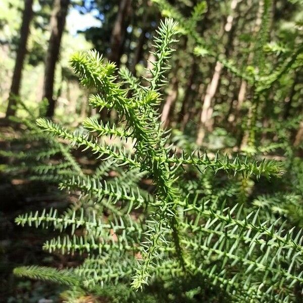 Araucaria cunninghamii Leaf