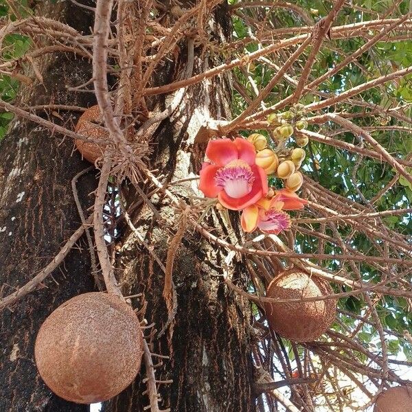 Couroupita guianensis Flower