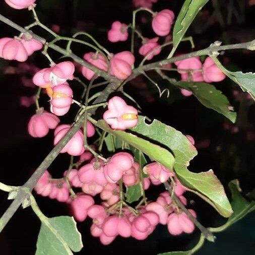 Euonymus europaeus Ffrwyth