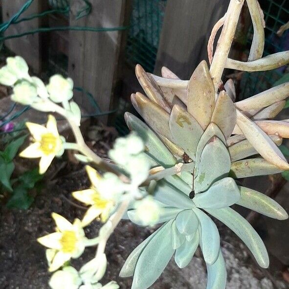 Dudleya greenei Flower