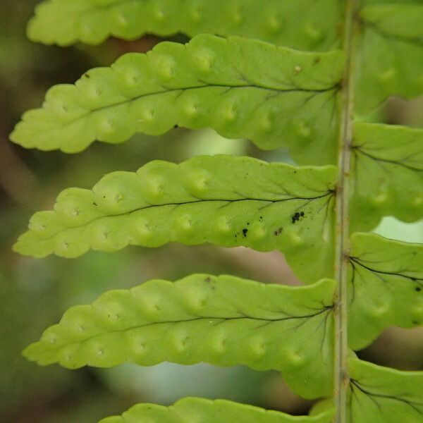 Nephrolepis undulata Leaf