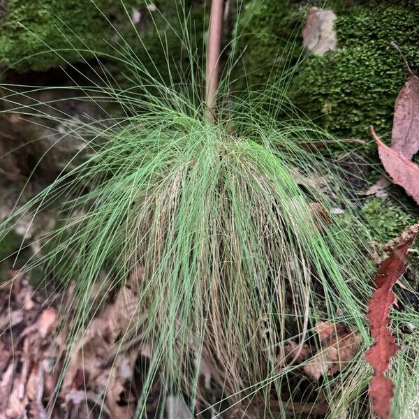 Festuca heterophylla Folla