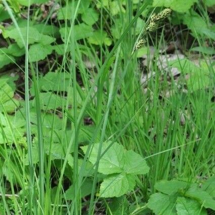 Carex buxbaumii Alkat (teljes növény)