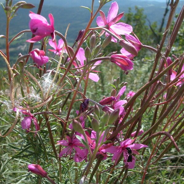 Epilobium dodonaei عادت داشتن