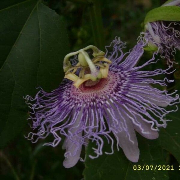 Passiflora incarnata Flower