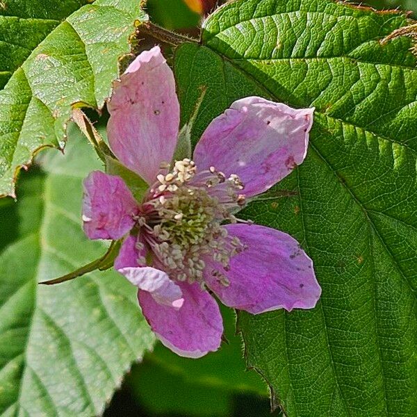 Rubus scaber Žiedas