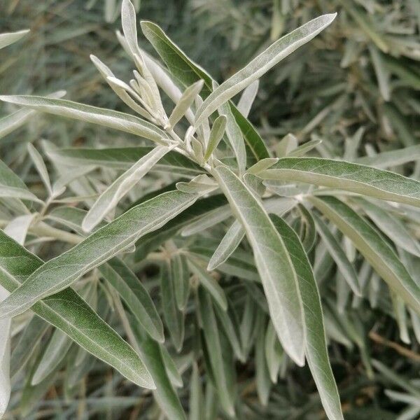 Elaeagnus angustifolia Foglia