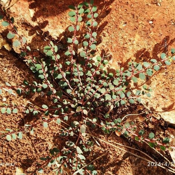 Euphorbia prostrata Ліст