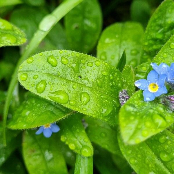 Myosotis alpestris Лист