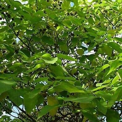 Broussonetia papyrifera Habit