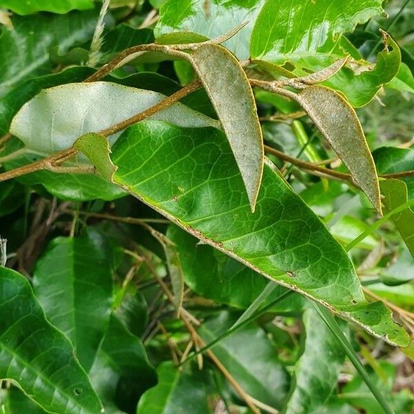 Croton dichogamus Blad