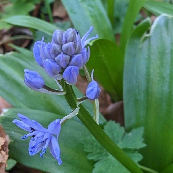 Scilla lilio-hyacinthus Other