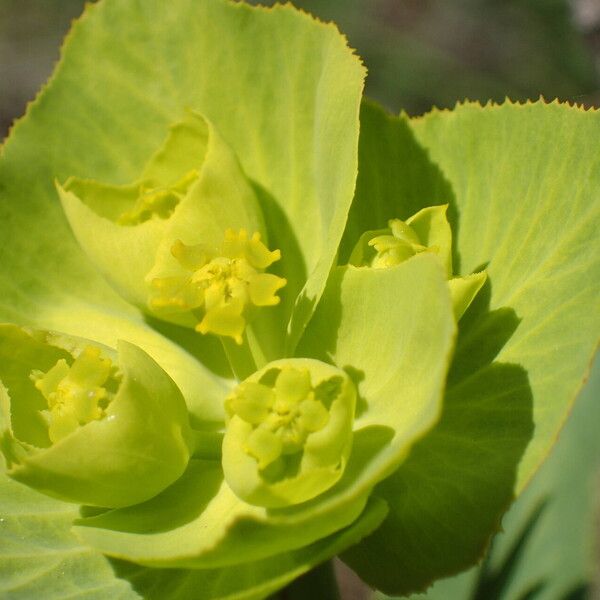 Euphorbia serrata Flower