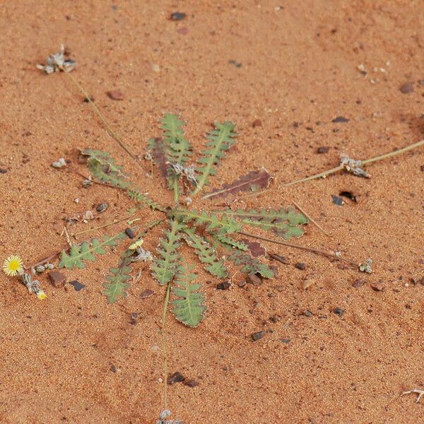 Launaea capitata Habit