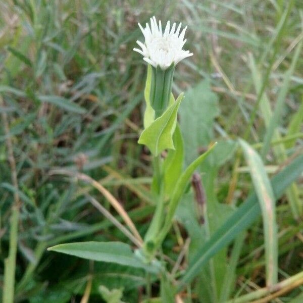 Hypochaeris albiflora 其他