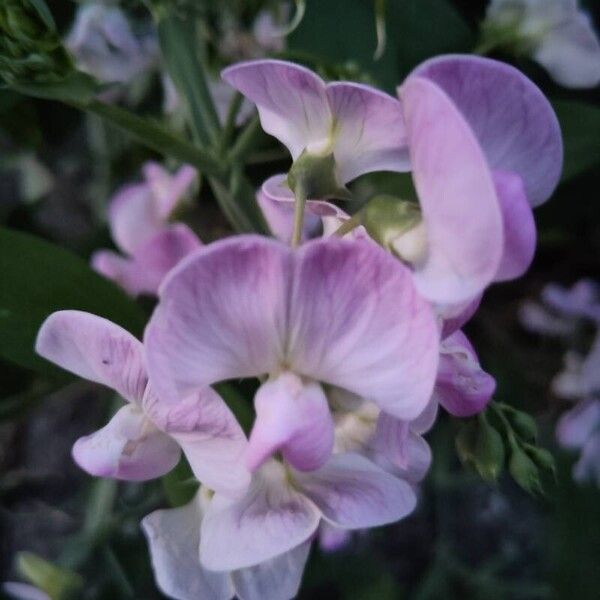 Lathyrus odoratus Blüte