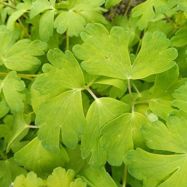 Aquilegia nigricans Yaprak