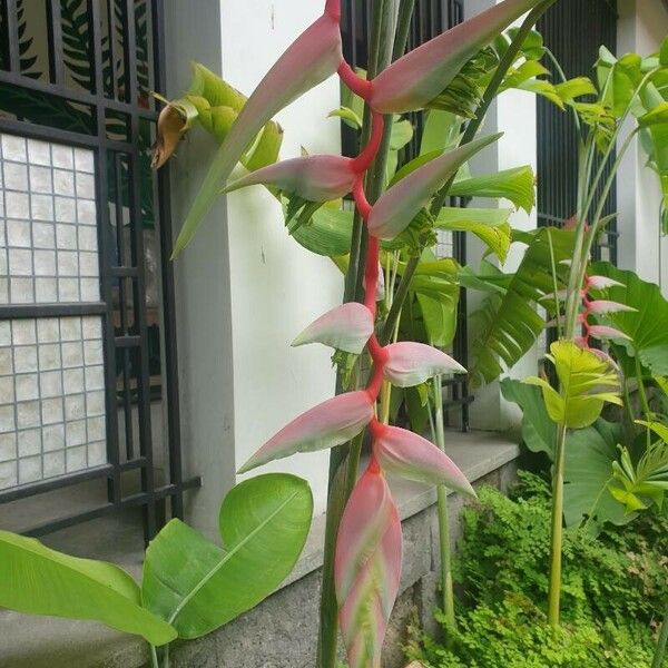 Heliconia chartacea Flower