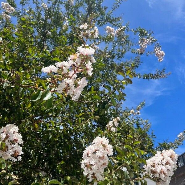 Lagerstroemia speciosa Blüte