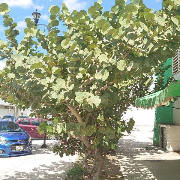 Coccoloba uvifera Hábitos